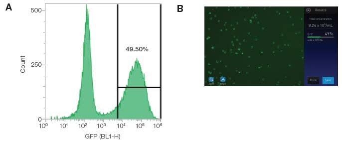 Cell counting Cell counting