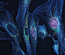 Cell Viability and Function Information Cell Viability and Function Information