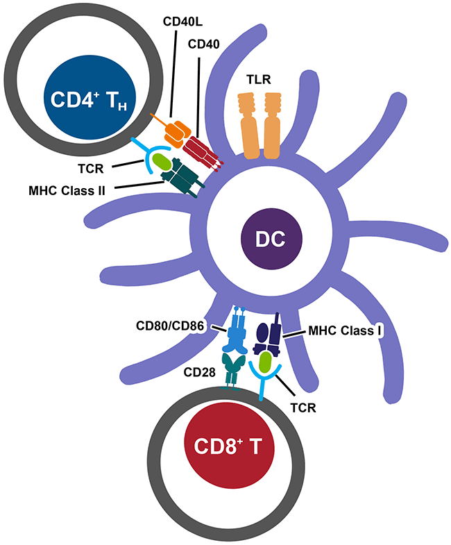 Classical dendritic cell stimulation of CD4+ T cells and CD8+ T cells Graphic illustration of a classical dendritic cell engaging with CD4+ T cells and CD8+ T cells by the MHC class II and class I receptors.