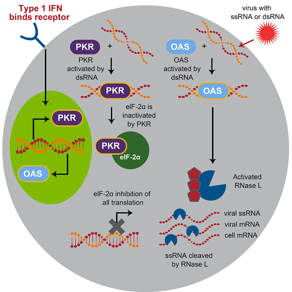 Artistic illustration of intracellular pathways induced by type 1 interferons Artistic illustration of type 1 interferons binding to receptor and inducing transcription of PKR and OAS proteins
