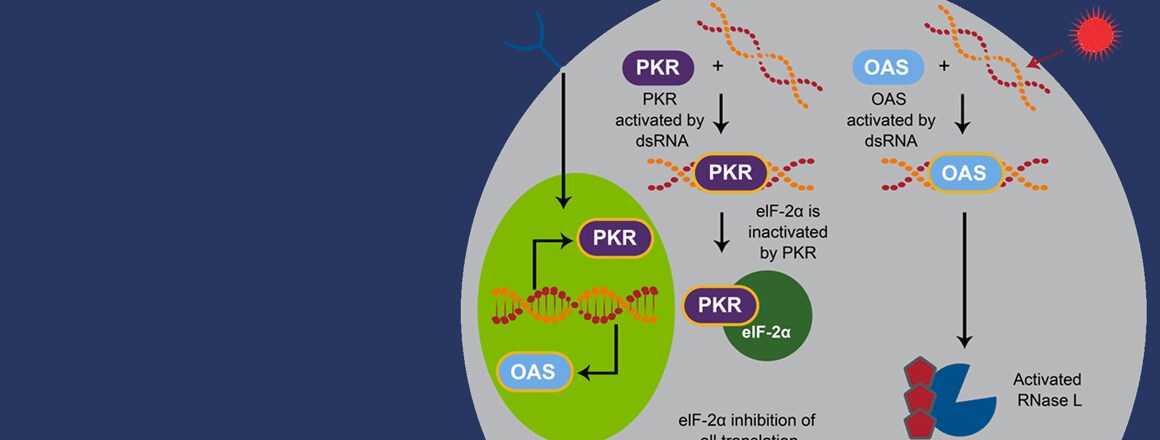 Interferon (IFN) proteins Interferon (IFN) proteins