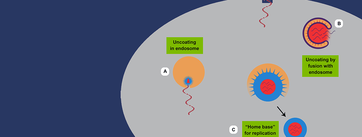 Viral life cycle Viral life cycle