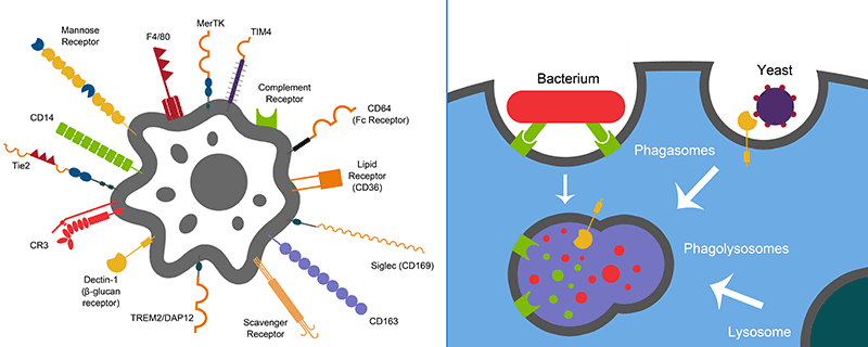 Artistic illustration of macrophage phagocytic receptors and phagocytosis Two illustrations of macrophage phagocytic receptors and phagocytosis. The left panel shows cell surface macrophage markers that bind pathogens. The right shows the engulfment of bacteria and yeast and the fusion process.