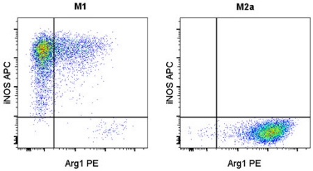 Graphs of macrophage stimulation study Two-panel graph showing macrophage marker expression in relation to stimulation