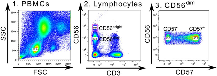 Identification and isolation of NK cells using flow cytometry Identification and isolation of NK cells using flow cytometry using cell markers, CD56, CD16