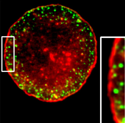 LFA-1 and actin reorganization in NK cells Staining of LFA-1 and actin showing reorganization in NK cells promoting a tight lytic synapse
