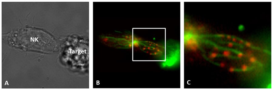 Tubulin reorganization in NK cells Microscope images depicting Tubulin reorganization in NK cells allows for lytic granule release