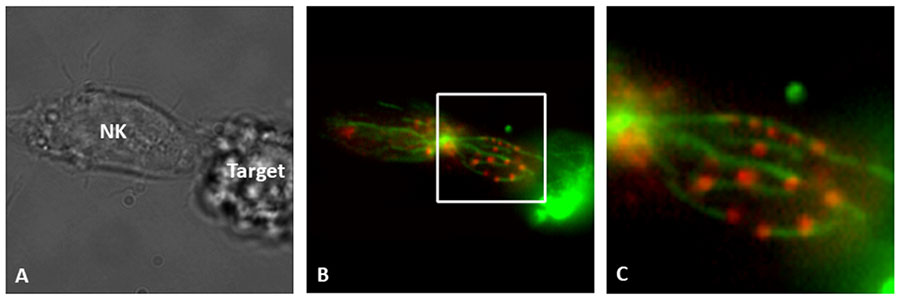 Tubulin reorganization in NK cells Microscope images depicting Tubulin reorganization in NK cells allows for lytic granule release