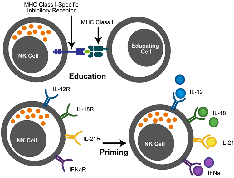 Artist illustration of the tuning process of Natural killer cells Artist illustration of the tuning or education process of Natural Killer cells