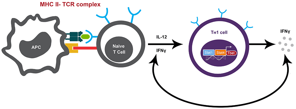 Artistic illustration of Th1 development Artistic illustration of Th1 development and IFNy meditated positive feedback loop to aid in Th1 expansion