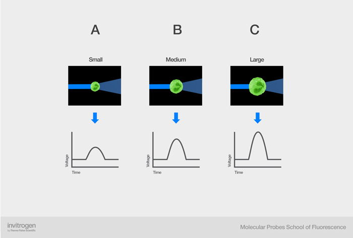 Voltage pulse for forward scatter on three different sizes of cells Voltage pulse for forward scatter on three different sizes of cells