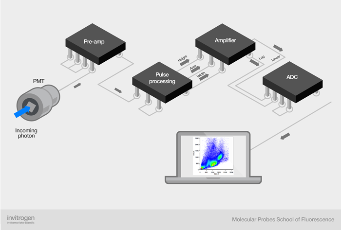 Signal digitization in older flow cytometers Signal digitization in older flow cytometers