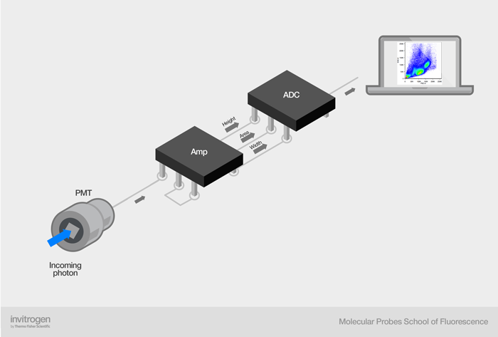 Path of the photons in the electronics system Path of the photons in the electronics system