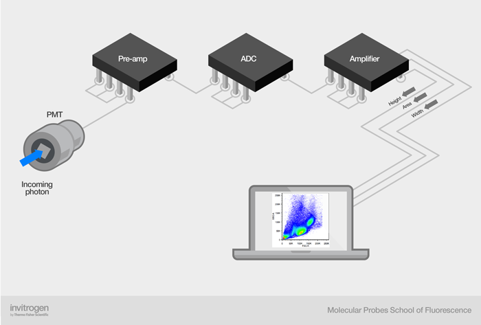 Signal digitization in newer flow cytometers Signal digitization in newer flow cytometers