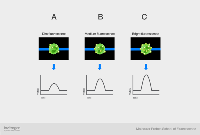 Voltage pulse for fluorescence emission on three different cells with varying numbers of the same fluorophore. Voltage pulse for fluorescence emission on three different cells with varying numbers of the same fluorophore.