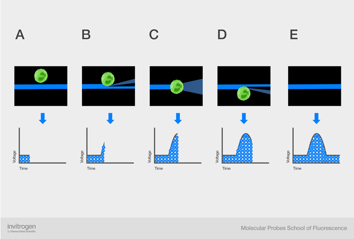 Creation of the voltage pulse as a flowing cell interacts with the laser at the interrogation point Creation of the voltage pulse as a flowing cell interacts with the laser at the interrogation point