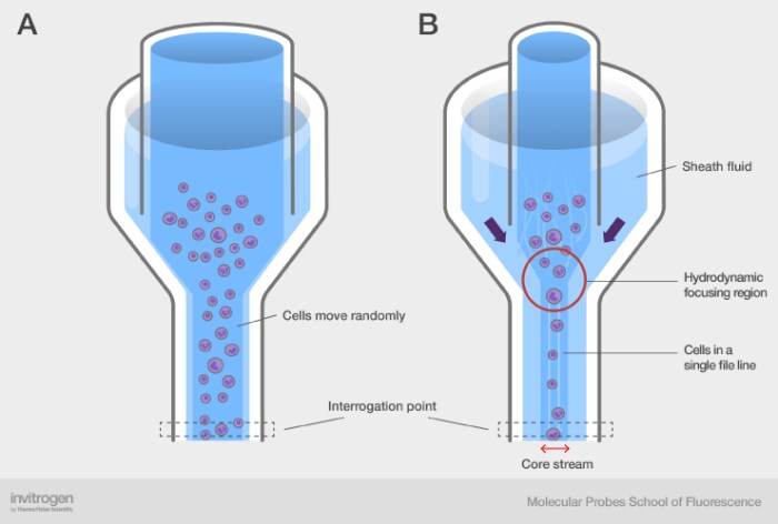 Hydrodynamic focusing Hydrodynamic focusing