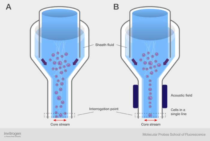 Comparison of traditional and acoustic-assisted hydrodynamic focusing at higher flow rates Comparison of traditional and acoustic-assisted hydrodynamic focusing at higher flow rates