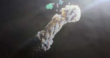 Protein degradation Protein degradation