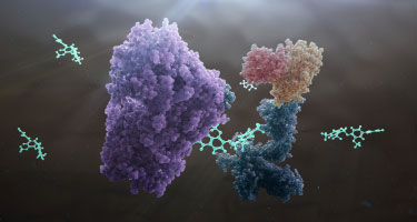 Complex formation Complex formation