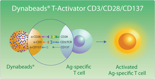Ag-specific T cell expansion with Dynabeads T cell activators Diagram showing how Ag-specific T cells activate and expand after receiving specific stimuli from the Dynabeads magnetic beads anti-CD28, anti-CD3, and anti-CD137.