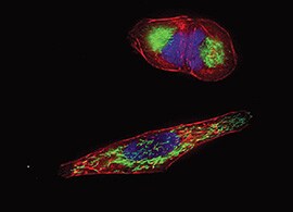 CellLight fluorescent protein labeling Microscopic image of cells labeled with green mitochondria fusion protein, red talin cytoskeletal fusion protein, and blue nucleus stain