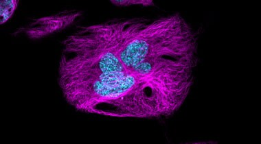 Tubulin staining of HeLa cells with Tubulin Tracker Deep Red Microscopic image of HeLa cells stained with deep red tubulin and blue nucleus