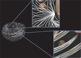 Actin and tubulin cytoskeleton structures Schematic of cell structure with expanded view of actin and tubulin