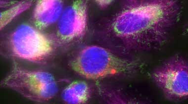 Organelle staining with red ER Microscopic image of cells stained with green mitochondria, red ER, deep red tubulin, and blue nucleus