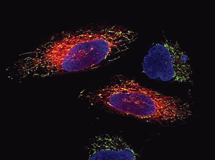 ER RFP staining Microscopic image of cells stained with red ER, deep red mitochondria, and blue nucleus