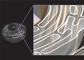 Endoplasmic reticulum structure Schematic of cell structure with expanded view of the ER
