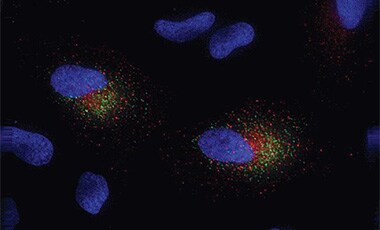 Early endosomes stained red Microscopic image of cells stained with red endosomes, green mitochondria, and blue nuclei