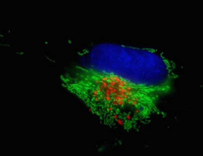 Golgi RFP staining Microscopic image of cells cells stained with red golgi, green mitochondria, and blue nucleus