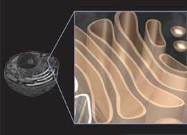 Golgi apparatus structure Schematic of cell structure with expanded view of the Golgi apparatus