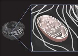 Mitochondria structure Schematic of cell structure with expanded view of the mitochondria