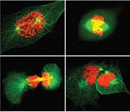 Mitosis analysis Microscopic image of cells with red histones and green tubulin undergoing mitosis
