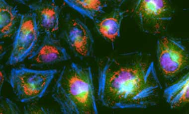 SYTOX-stained cells Microscopic image of cells multiplexed with red nucleic acid stain
