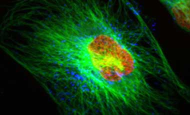 SYTO-stained cell Microscopic image of cell stained with red nucleus, blue lysosomes, and green tubulin