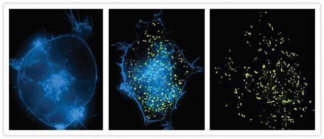 Cell membrane staining with CellLight reagents Microscopic image of cells stained with blue plasma membrane and green peroxisomes