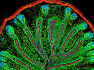 Cross-section of mouse intestine Section stained with red actin, blue goblet cells, and green nuclei