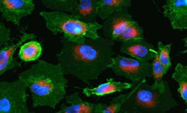 Green cell membrane staining Microscopic image of cells stained with green plasma membrane and orange mitochondria