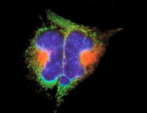 Cell membrane staining with WGA congugates Cell membrane stained with green and red fluorescent lectins, and blue nuclei