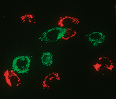 Live cell labeling Cells stained with Cell Tracker in white plus green mitochondria, red Golgi, and blue nucleus