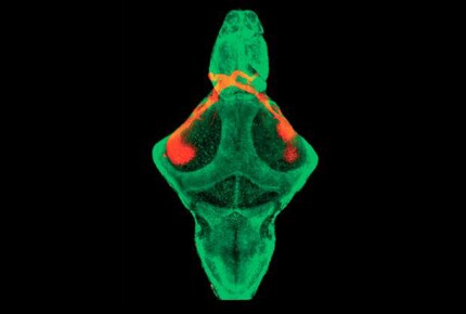 Two-dimensional image of zebrafish brain Zebrafish brain with green stained nuclei and orange labeled axons in the dorsonasal retina
