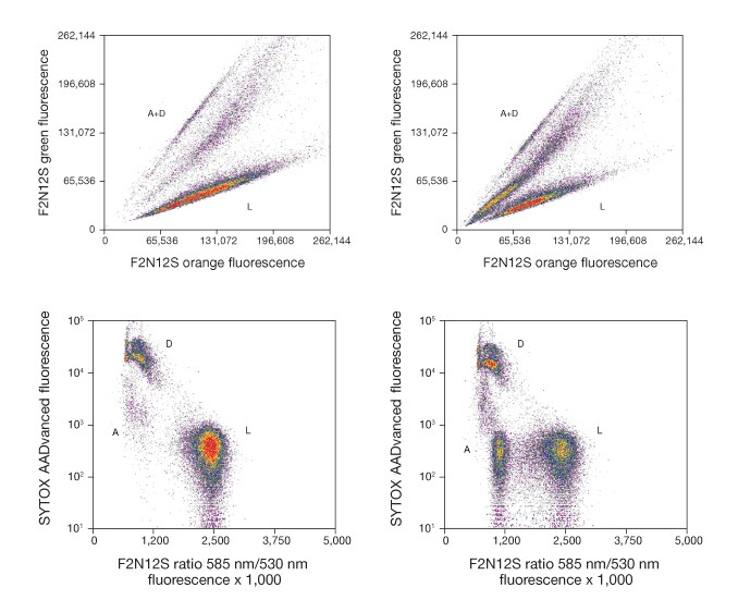 Violet Ratiometric Membrane Asymmetry Probe for apoptosis detection Violet Ratiometric Membrane Asymmetry Probe for apoptosis detection