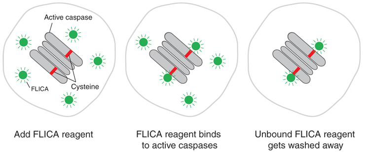 FLICA schematic schematic of FLICA mechanism of action