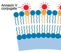 plasma membrane schematic of annexin binding to the plasma membrane