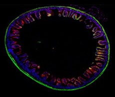 cell image fluorescent image of cell