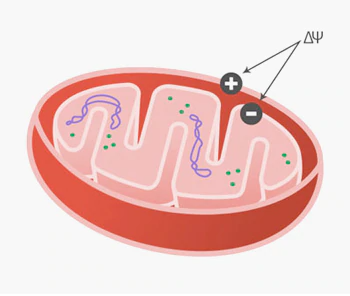 mitochondria 3D image of mitochondria