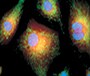 cell viability cells stained with orange cytoplasm, green mitochondria, blue nuclei